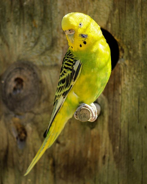 perroquet jaune